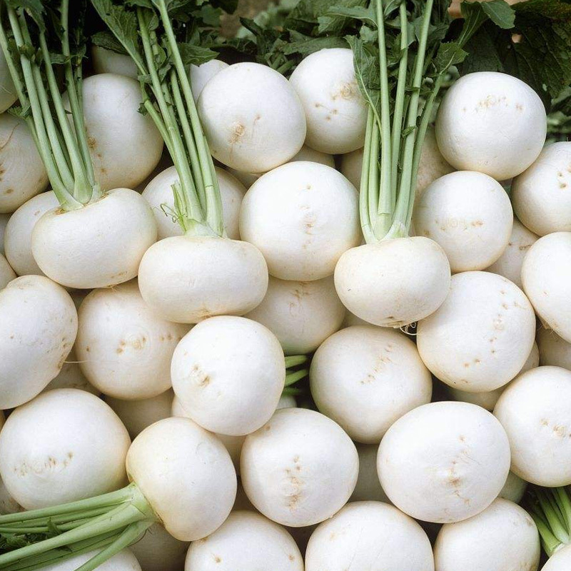 白樱桃小萝卜种子春季秋季冬季四季盆栽阳台大田脆甜水果萝卜种籽