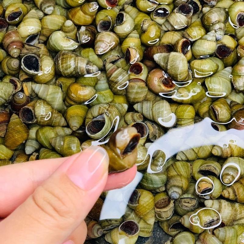 赛卡伊田螺鲜活批发螺丝肉泥螺螺蛳肉香辣麻辣自制包活批发微山