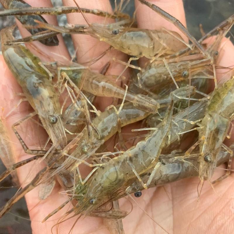 赛卡伊 微山湖河淡水新鲜青虾水产急冻小草虾醉虾 虾