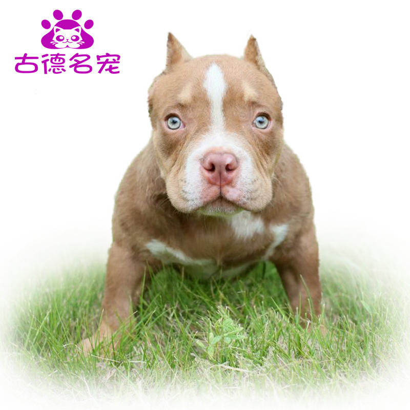 豆乐奇 Douleqi 狗狗纯种恶霸犬幼犬活体宠物狗狗崽巨型赛级双血统美国口袋体恶霸恶霸幼犬活体巨型美国恶霸幼犬杜高猛犬猎犬双血统狗狗小幼崽北京犬舍 价格图片品牌报价 苏宁易购古德名宠专营店