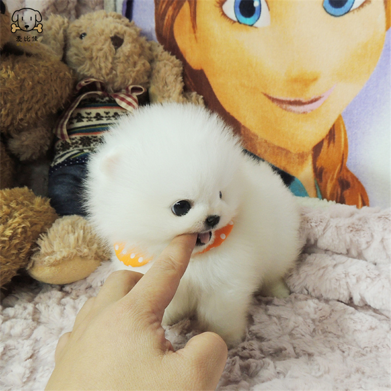 麦比佳 狗狗活体 纯种博美犬幼犬哈多利系球体博美俊介狗长不大茶杯犬玩具型迷你袖珍博美宠物狗微小体杯子狗高清大图