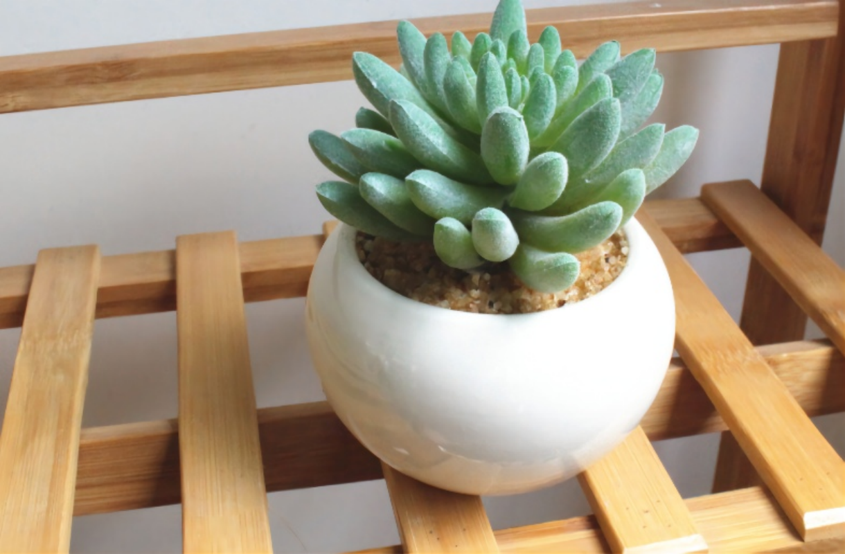 北欧假花仿真多肉植物盆栽假多肉家居店铺绿植摆件塑料装饰花盆景高清大图