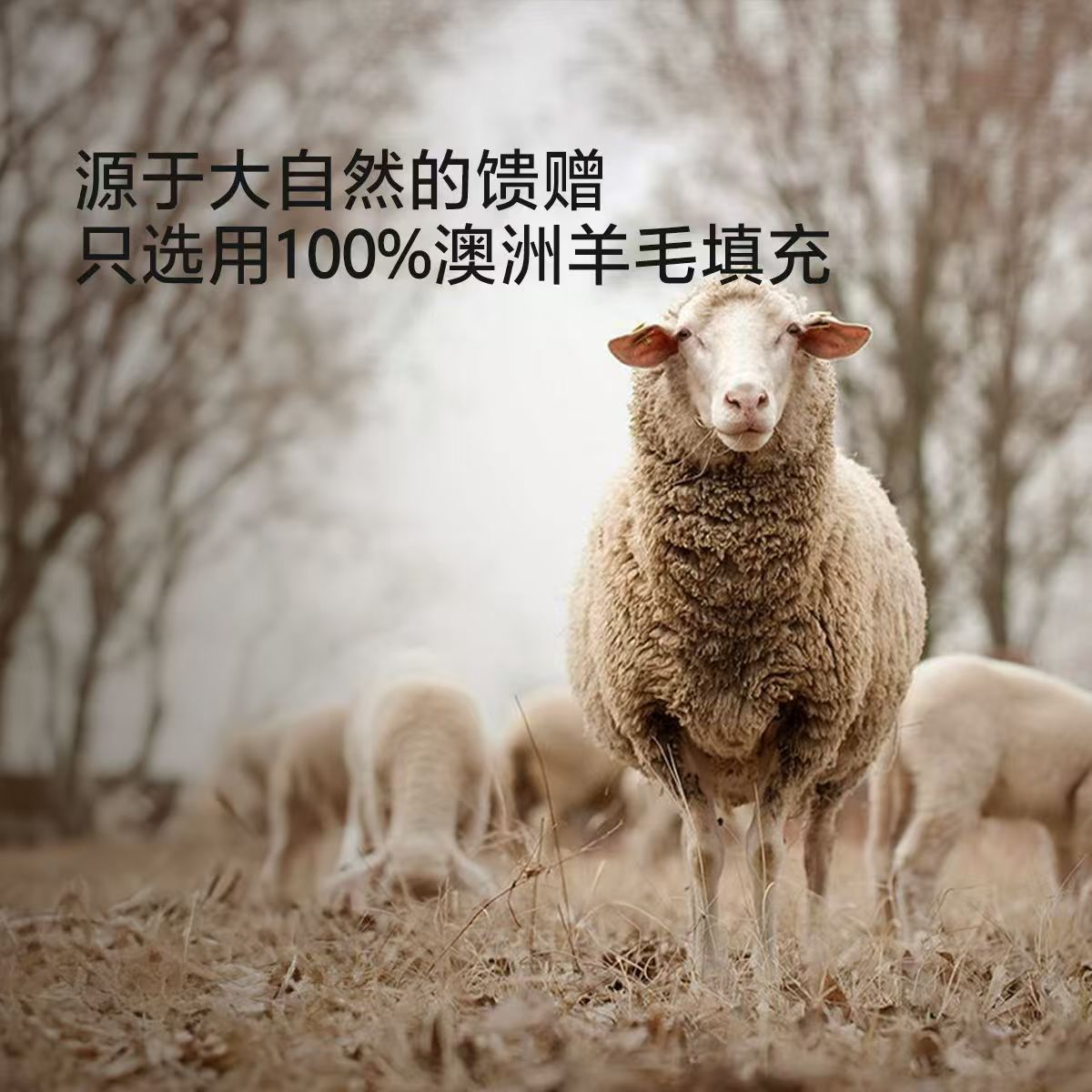 水星家纺澳洲羊毛二合一被A类抗菌子母被家用羊毛被四季通用被芯 1.5米 200x230cm高清大图