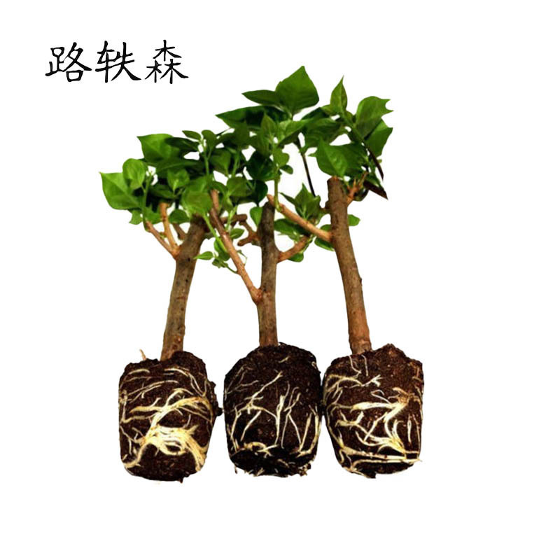 路轶森 三角梅 0.7m 棵高清大图