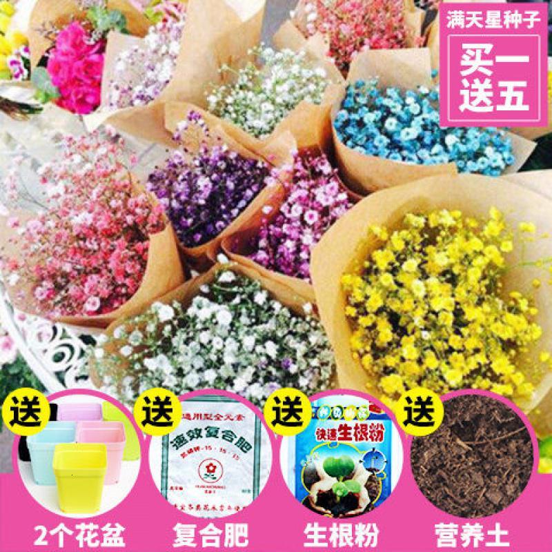 满天星花种子易爆盆四季种易活开花不断室内阳台盆栽花观花卉植物
