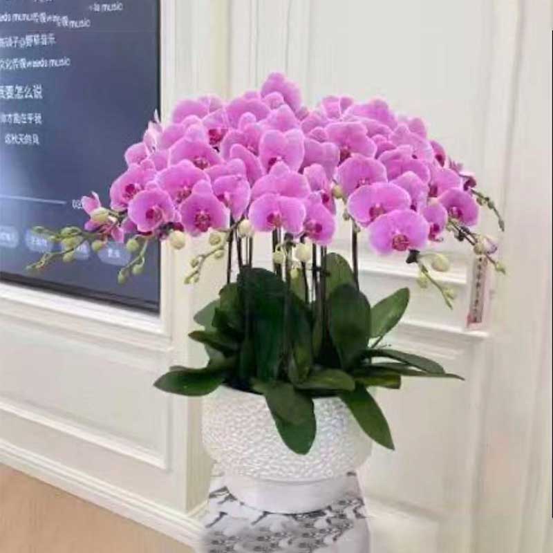 环孤 蝴蝶兰带花盆栽 蒸蒸日上-8株 (单位:盆)