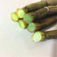 新鲜铁皮石斛鲜条枫斗雁荡山仿野生种 满一斤或500克绿植 50g