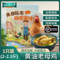 【苏鲜生推荐】雀淘 正宗皖南黄油老母鸡2-2.3斤/只 1只装 新鲜现杀整鸡净膛冷冻竹林慢养鸡走地鸡