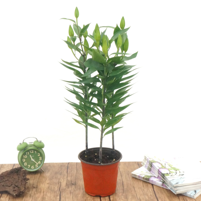 【盆栽香水百合】带盆载好发货花苞多花苞大多种规格上市可移盆可拼盆可剪下来插花瓶也可以三盆组合成大盆香水百合精品粗壮肥硕
