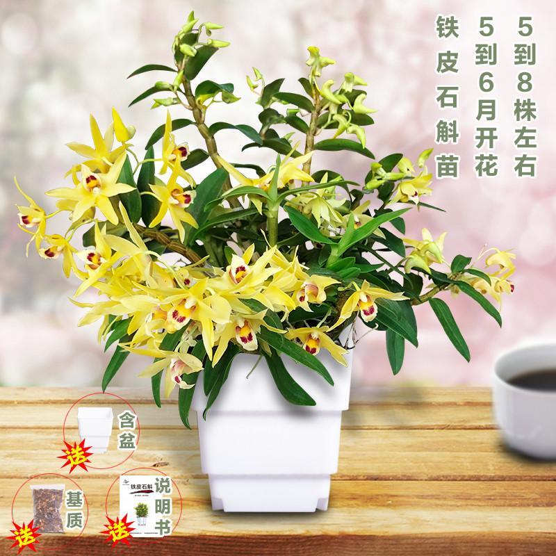家养铁皮石斛苗观赏食用盆栽办公室园艺水培植物开花绿植花卉