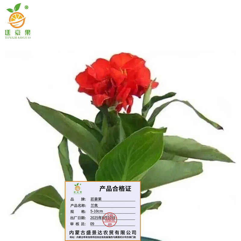 廷豪果 兰焦 5-10cm /棵高清大图