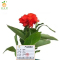 廷豪果 兰焦 5-10cm /棵