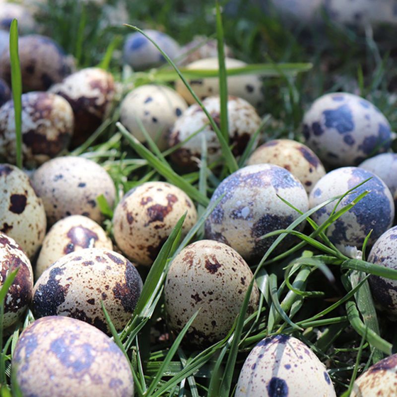 新鲜生鹌鹑蛋150枚散养新鲜鹌鹑蛋生鲜粮杂喂养生的鹌鹑蛋宝宝孕视频