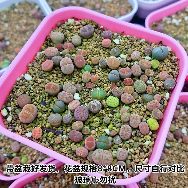 多沫园艺生石花石头话屁屁花番杏科多肉植物pp绿植盆栽新手套餐 10棵1年苗 裸根不包活报价 参数 图片 视频 怎么样 问答 苏宁易购