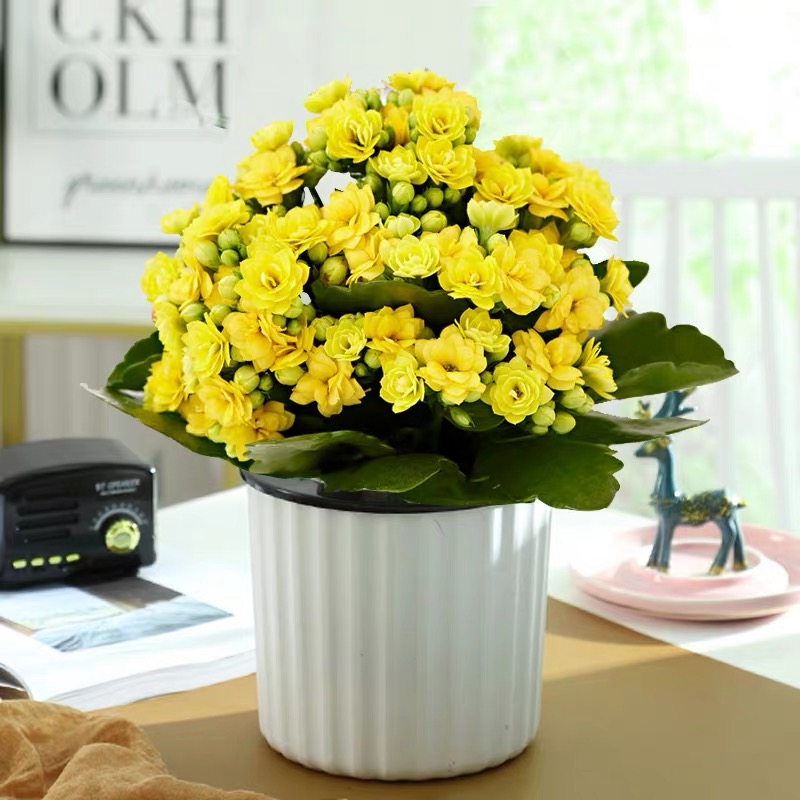 弹痕长寿花盆栽花卉观花植物室内四季开花不断带花苞重瓣大盆好养绿植