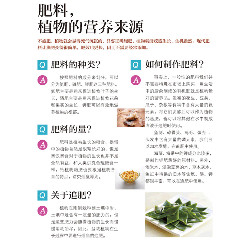 [醉染正版]幸福花草时光 家庭种花种蔬菜种水果的指南 彩色插图 种植园艺花草栽培初学者入门蔬果蔬菜种花养花书籍 园艺爱好高清大图
