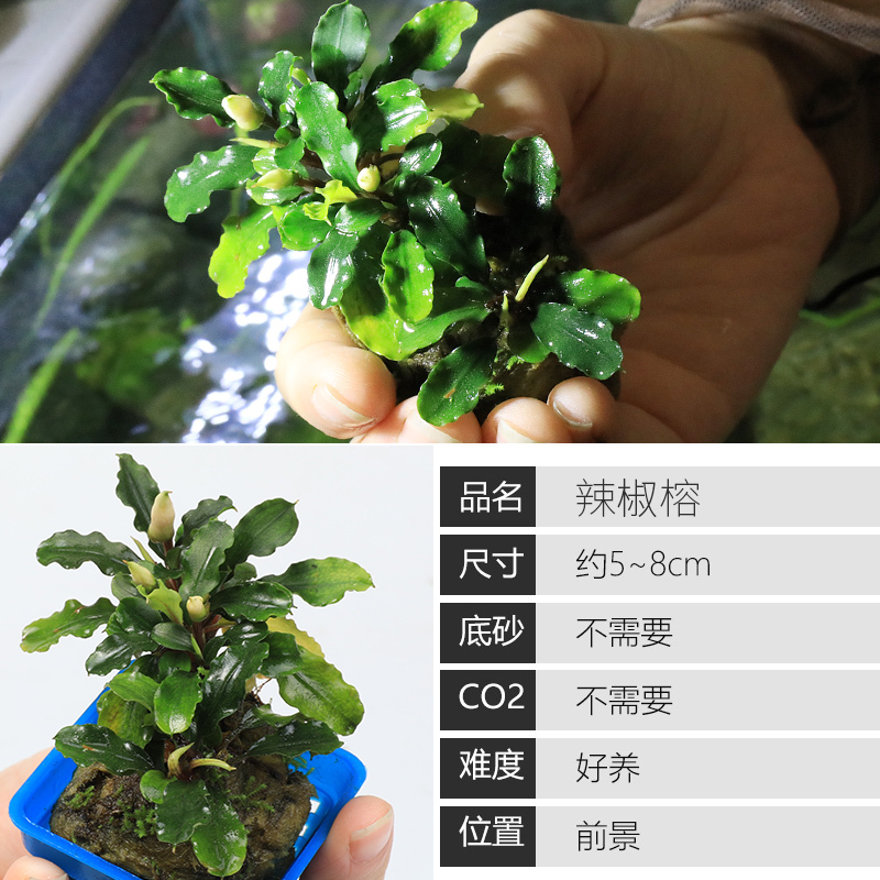 大九叶皇冠草真水草鱼缸装饰懒人水草淡水有茎类中后景性草