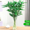 富贵竹 清新绿植观音竹水培植物 大叶富贵竹 70cm左右 [10颗] 不含瓶