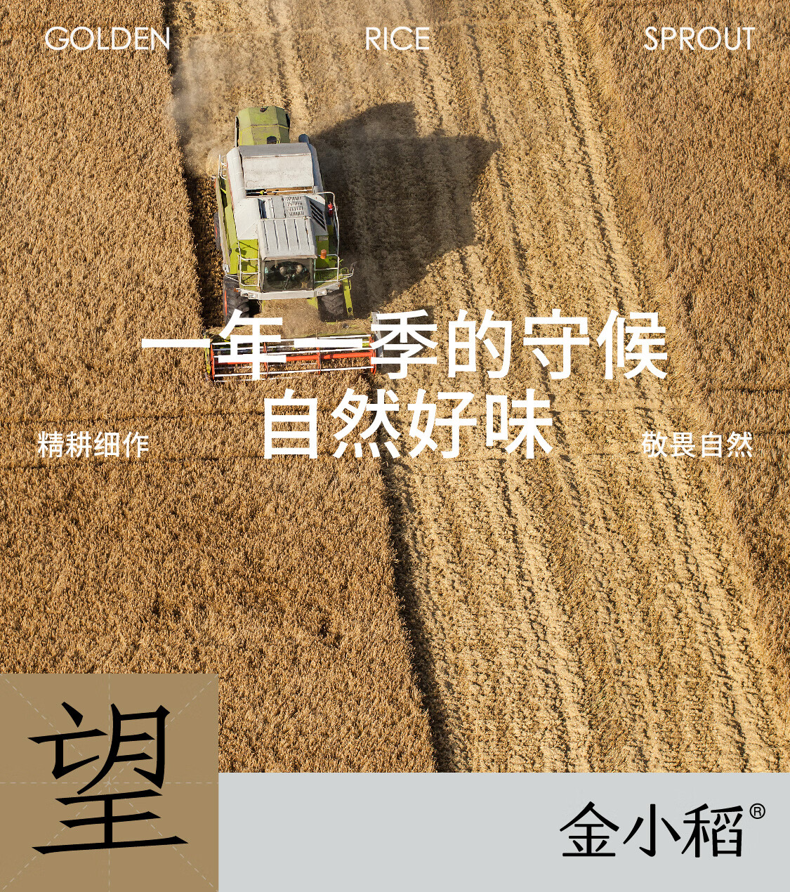 金小稻精品五常大米原粮稻花香2号袋装5kg高清大图