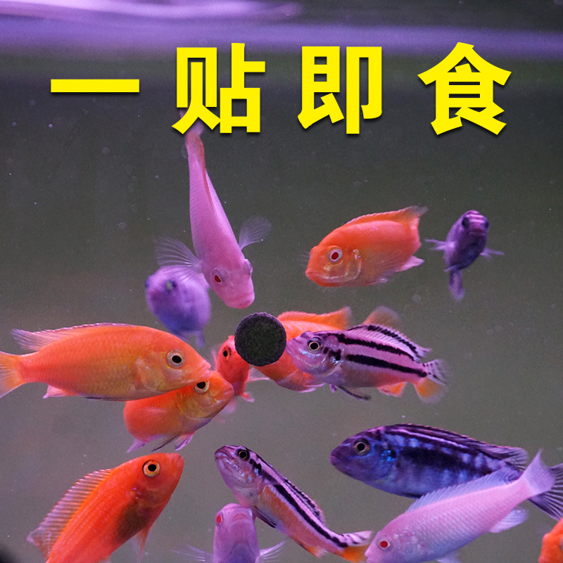 贴片鱼食小型鱼孔雀鱼饲料金鱼灯科热带鱼斗鱼慈鲷神仙鱼粮通用型高清大图