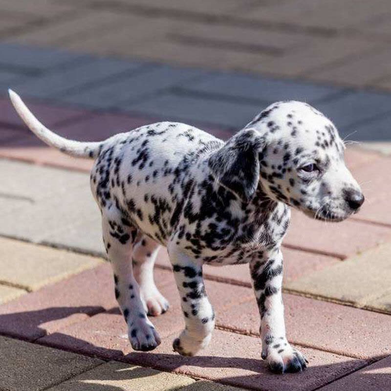 狗狗活体大麦町犬 宠物狗活体幼犬大麦町犬 纯种大麦町犬幼犬 幼崽 大型 公母均有/宠物级/血统级图片