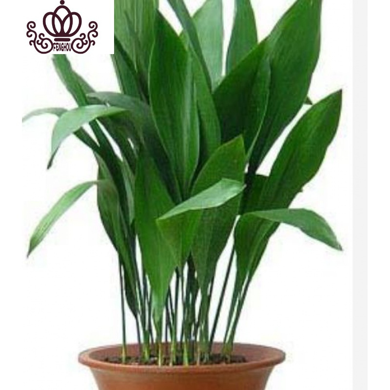 封后天天四季长青室内客厅观叶植物绿植盆景室内花卉盆栽46颗2040cm高