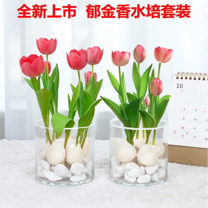 紫色花语 报价行情 排行 品牌 参数 怎么样 图片 商家 苏宁易购