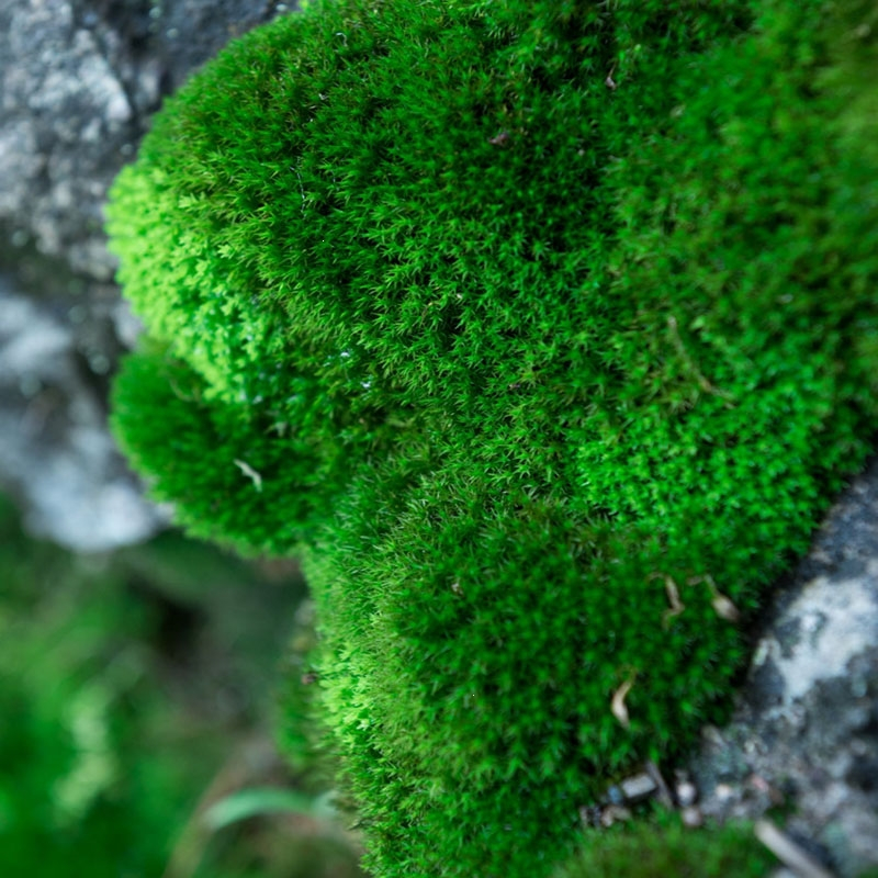岡谷是心】苔鉢 盆栽鉢 植木鉢 洞窟をくり抜いたような珍しい形 稀少品