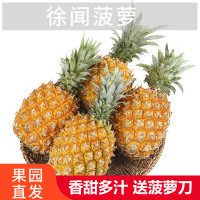 徐闻香水小菠萝9斤新鲜应季水果金钻凤梨手撕波萝特产整箱
