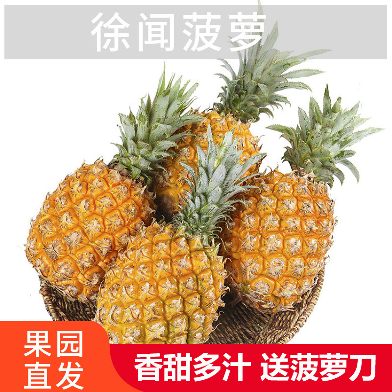 徐闻香水小菠萝9斤新鲜应季水果金钻凤梨手撕波萝特产整箱
