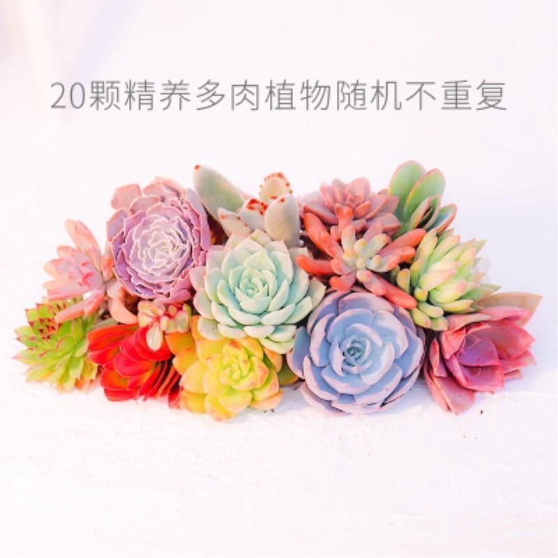 多肉植物组合拼盘套餐绿植办公桌小盆栽萌多肉肉植物组合套餐20颗植物2-5cm随机不重复