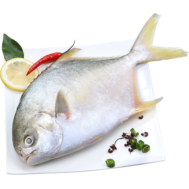 野生金鲳鱼新鲜海鱼鲳鱼金昌鱼平鱼海鲜水产鲜活冷冻批发1斤包邮500g