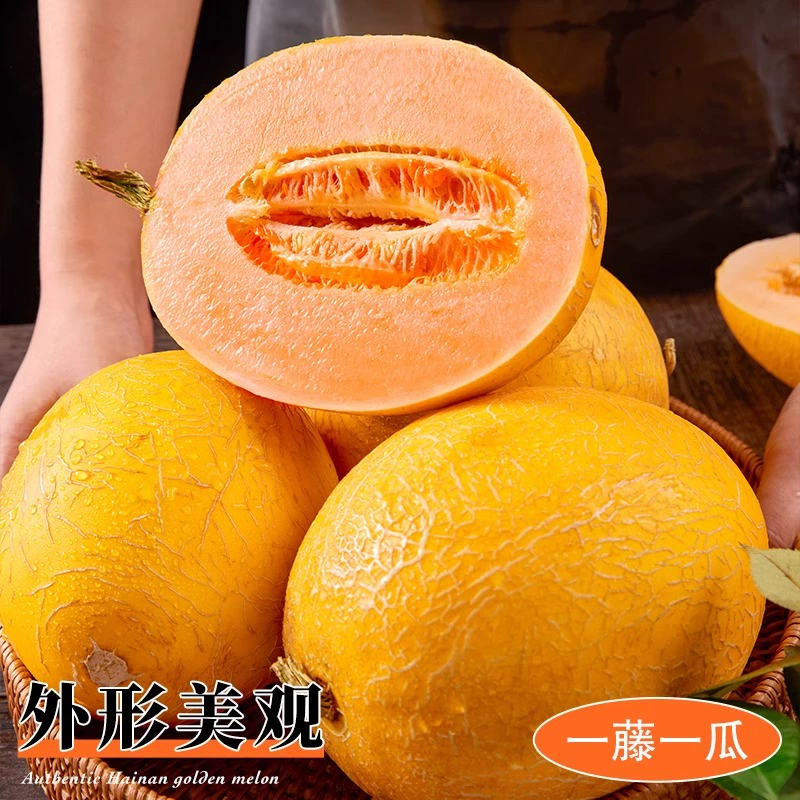 【熊猫鸟】新鲜黄金哈密瓜 净重4.5斤 2-3个 应季水果 新鲜甜瓜 鲜果