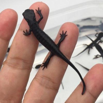 东方娃娃鱼金鱼活体六角恐龙鱼淡水冷水鱼缸观赏鱼蝾螈霸王鱼龙鱼