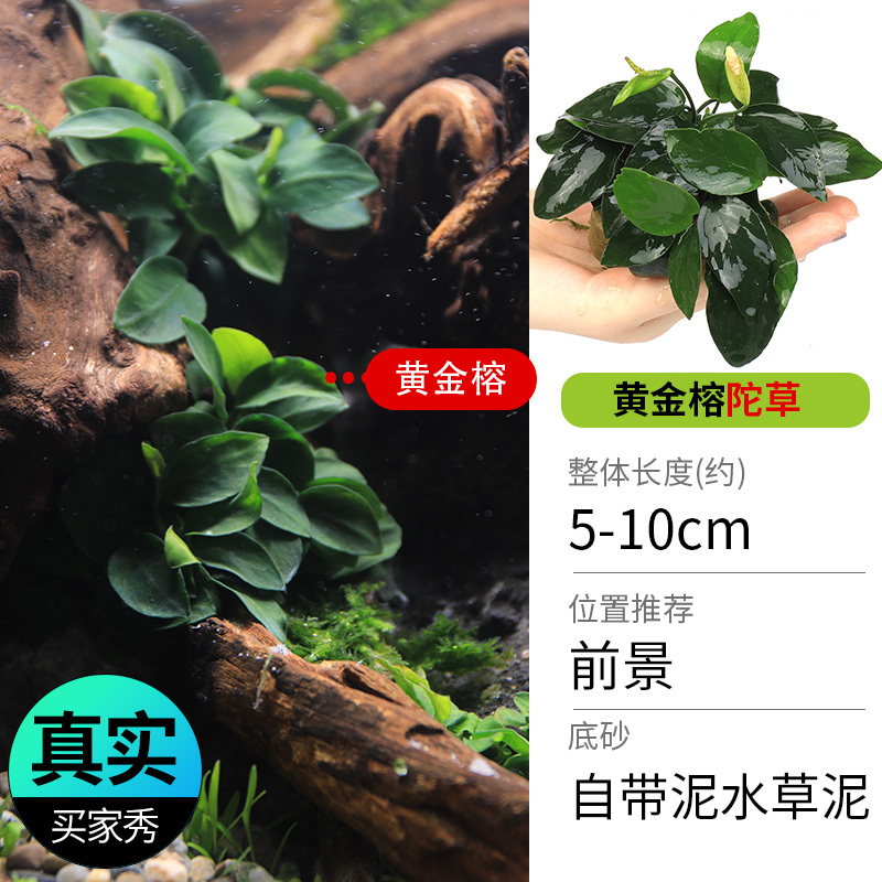 鱼缸造景莫斯沉木水榕无土植物懒人增氧真水草趴地矮珍珠陀草