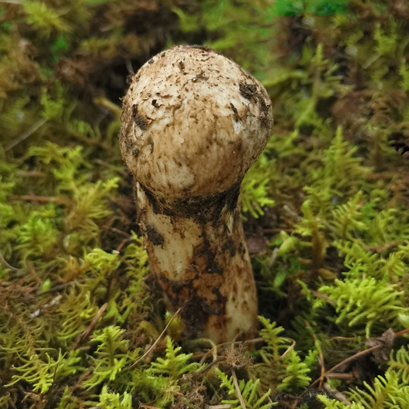 云南香格里拉野生新鲜松茸菌菇912cm精品出口级未开伞松口蘑500g精品