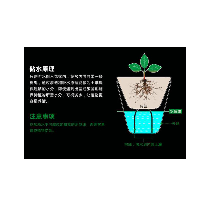 室内观叶植物龙蛋盆系列鸭脚木去甲醛绿植小盆栽