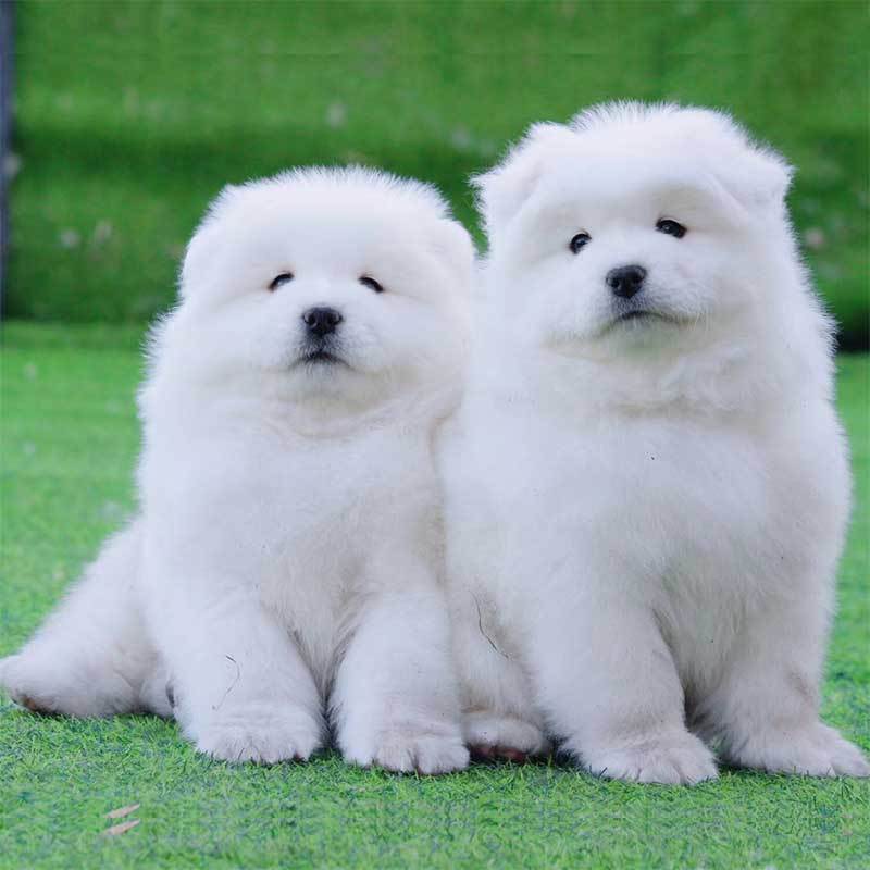 多多名宠 萨摩耶犬 萨摩耶 微笑天使 狗狗