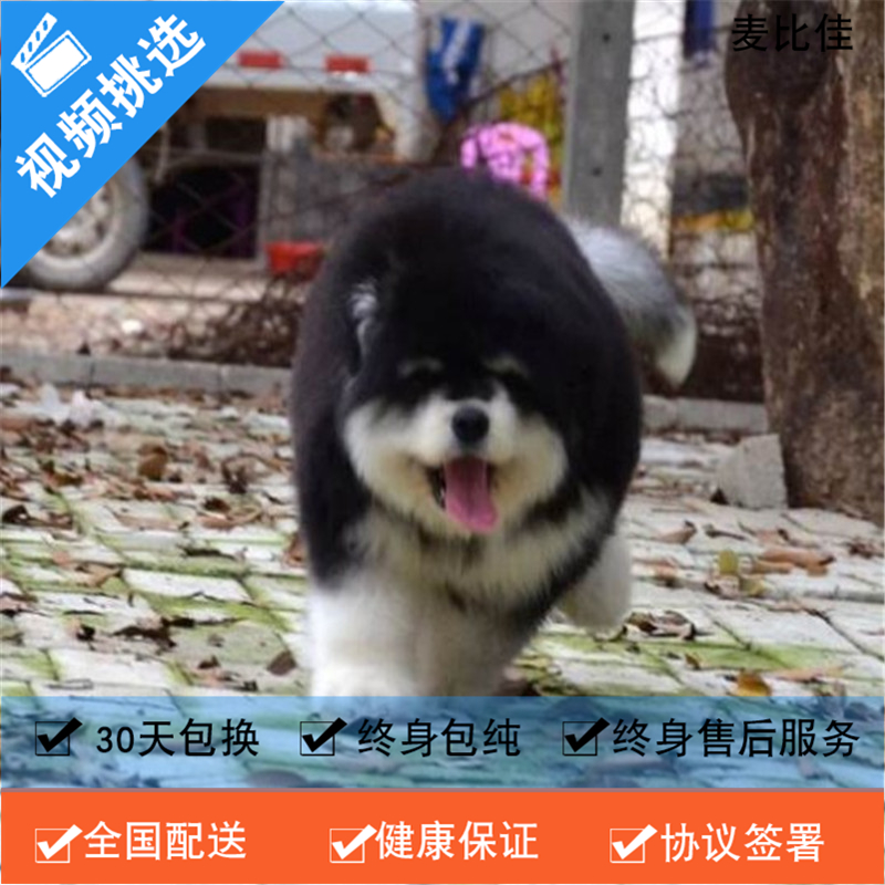 麦比佳 纯种巨型阿拉斯加幼犬活体宠物 熊版十字脸阿拉斯加雪橇犬 双血统烟灰色桃脸阿拉斯加幼崽 巨大型雪橇犬终身包纯种AA高清大图