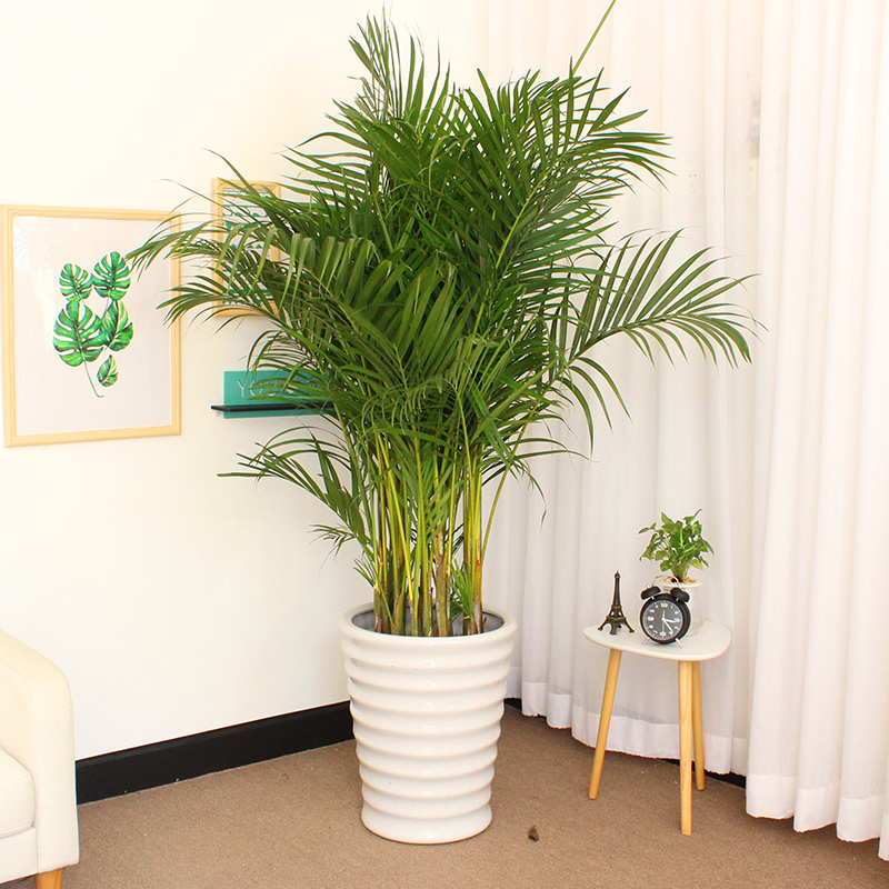 回固散尾葵植物盆栽花卉室内客厅大型绿植凤尾竹袖珍椰子净化空气112