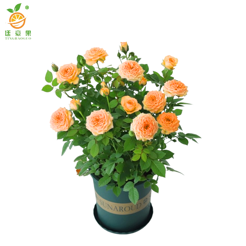 廷豪果 月季盆栽 高30cm /棵高清大图