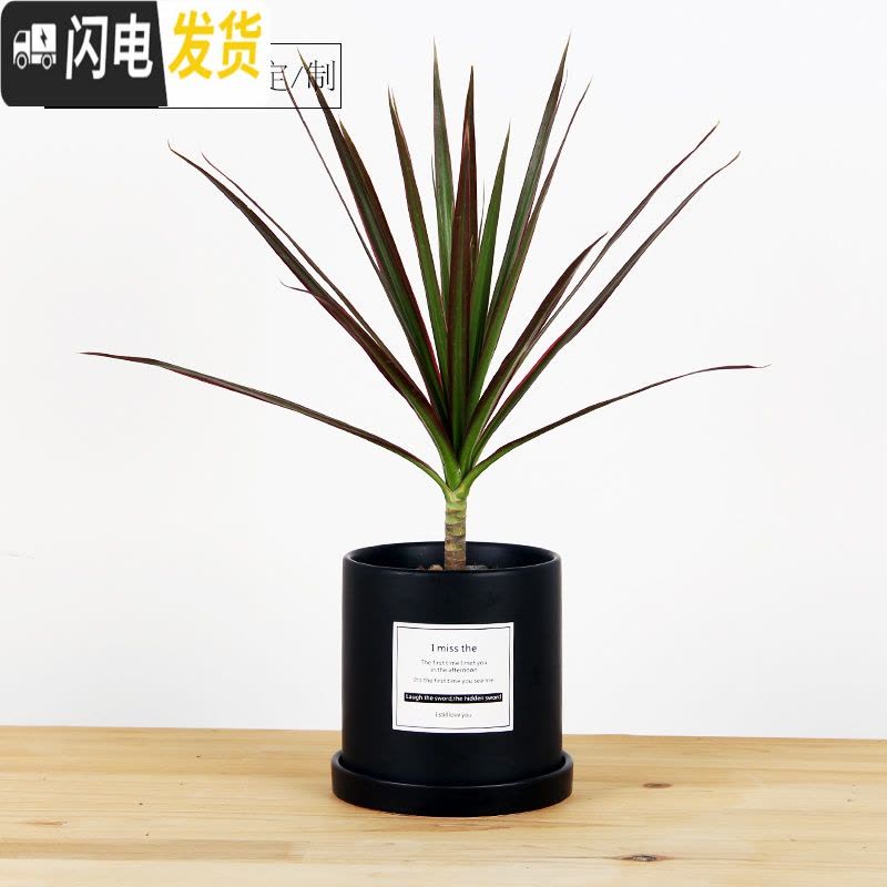 三维工匠简约圆柱ins北欧风格带托盘室内沙漠植 哑光黑(M18)防水贴纸 大号&middot;口径15cm高16花盆容器图片