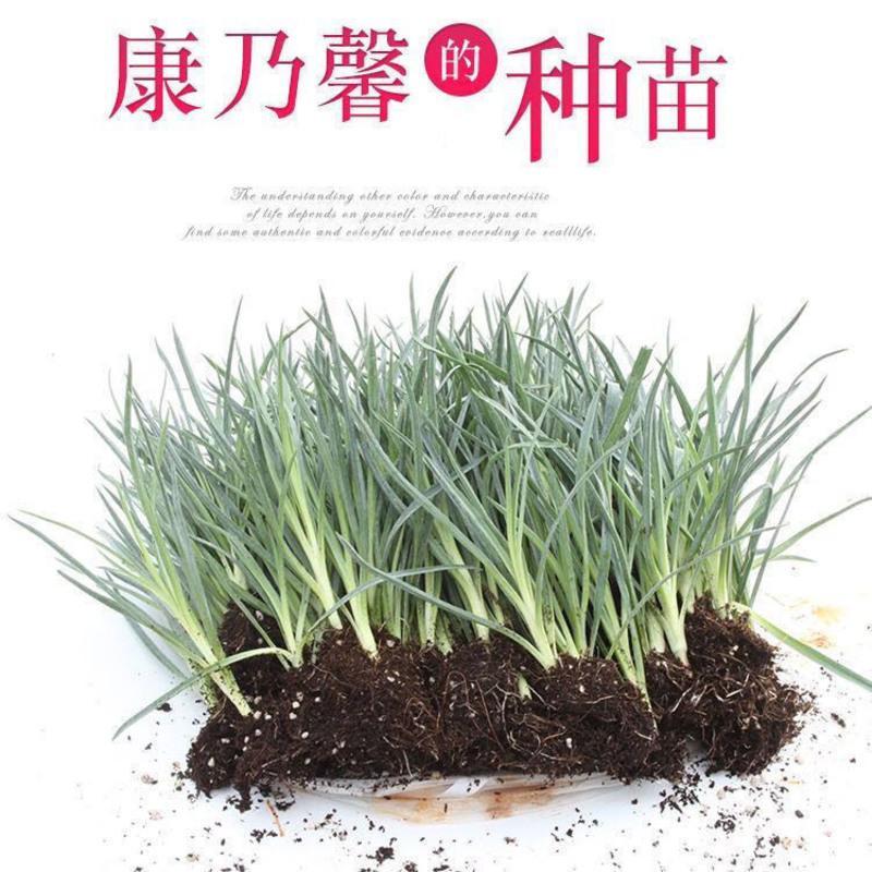 康乃馨花苗多头重瓣阳台庭院大花绿植花卉四季母亲节易活盆栽切花 红色康乃馨(送养护说明) 6颗