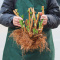 绣球花老桩盆栽好养易活四季开花无尽夏花苗花卉植物室内阳台种植