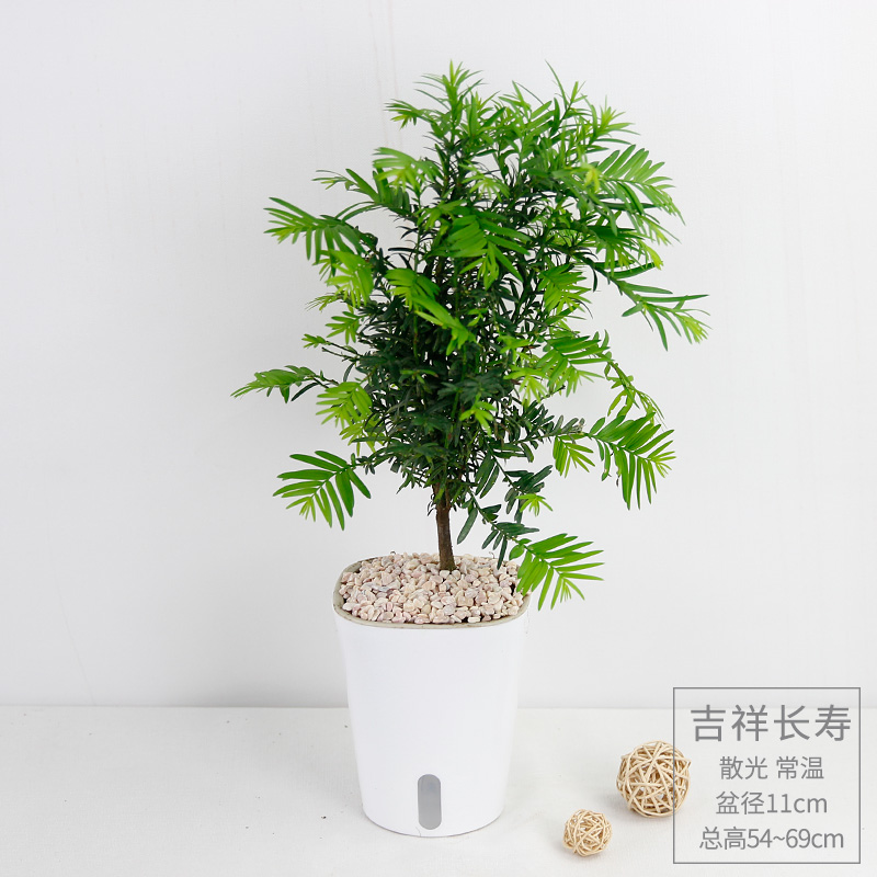 米兰盆栽植物室内盆景金钱树九里香檀香茶盆栽花卉室内办公桌盆栽红豆杉 中方白盆带盆栽好图片 高清实拍大图 苏宁易购