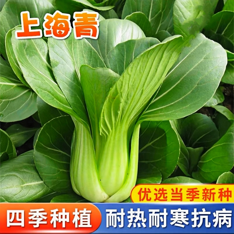 【补贴10%】豌豆种子甜豌豆尖种籽专吃豌豆苗四季播种龙须豌豆荷兰豆蔬菜种孑 上海青一包 均码