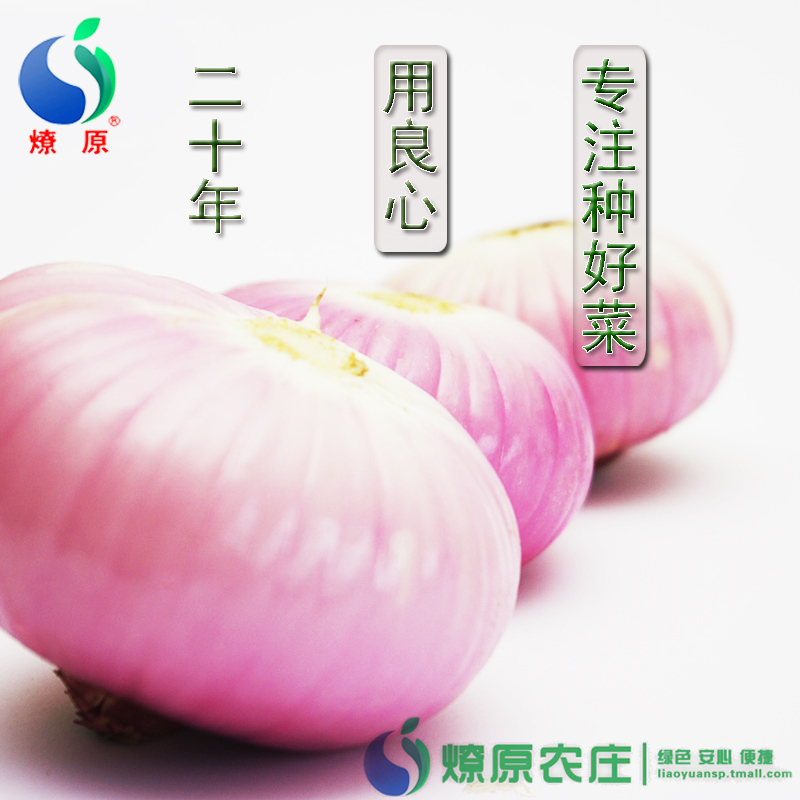 燎原绿色紫皮圆葱洋葱 无农残健康安全营养新鲜蔬菜 4斤顺丰