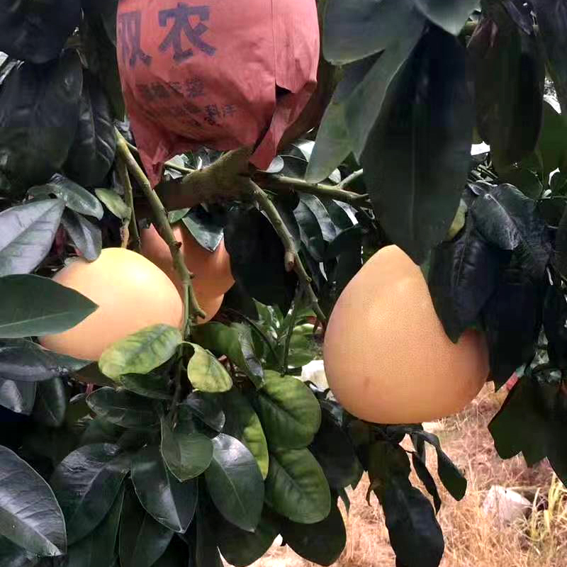 波得 福建漳州平和蜜柚 红心蜜柚 三红柚 新鲜柚子净重4.2-4.5斤左右2个装 单果900g起