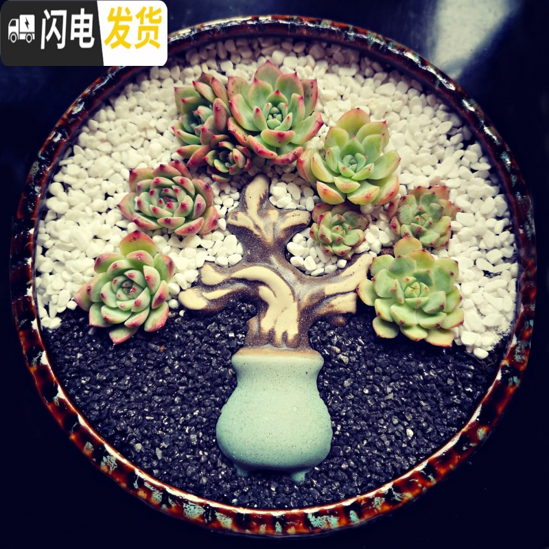 三维工匠大口径多肉花盆陶瓷粗陶透气特大号肉肉植物组合拼盘 [9.9] 大花盆容器高清大图