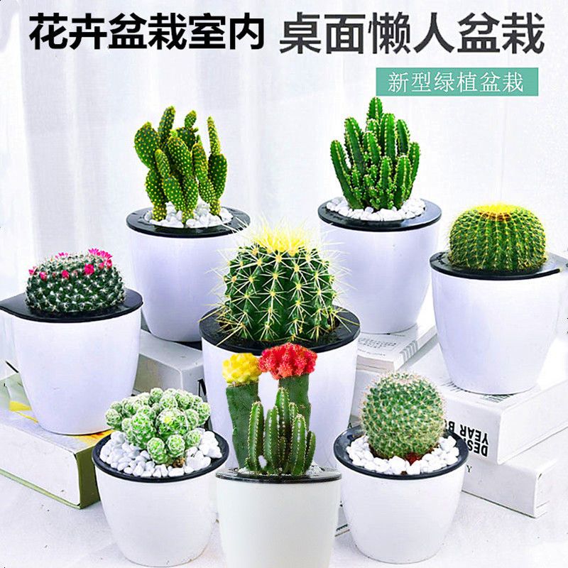 含花盆多肉植物仙人球多肉盆栽室内花卉花苗芦荟盆栽植物室内四季发财树 富贵竹含盆土报价 参数 图片 视频 怎么样 问答 苏宁易购